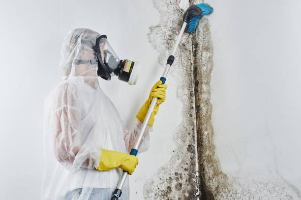 Best Toxic Mold Removal  in Manila, AR