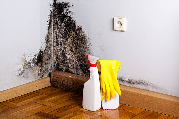 Best Crawl Space Mold Removal  in Manila, AR