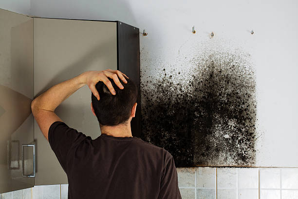 Best Commercial Mold Removal  in Manila, AR