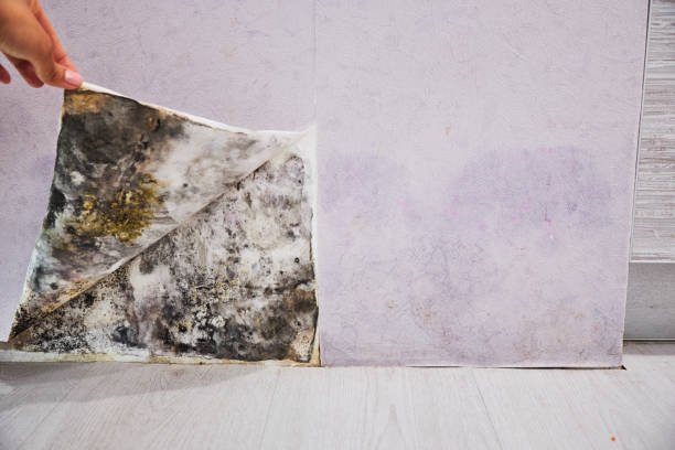 Best Fast Mold Removal  in Manila, AR
